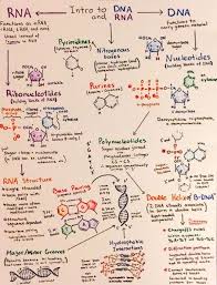 Intro To Dna And Rna Mais By Rosa Teaching Biology Medical School Studying Biology Notes