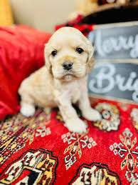Baby Cocker Spaniel. Sylvia. 💙