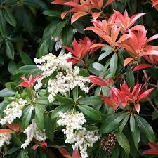 Image result for Pieris