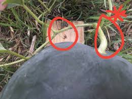 Check spelling or type a new query. Sugar Baby Watermelon Ripeness