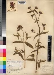 Image result for Antherotoma senegambiensis