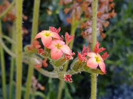 Image result for Kalanchoe velutina