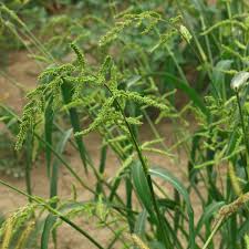 Image result for Echinochloa crus-pavonis