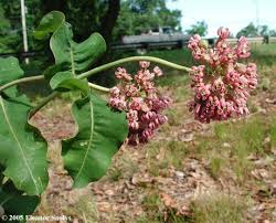 Image Result For Clasping Milkweed Pollinator Plants Milkweed Asclepias