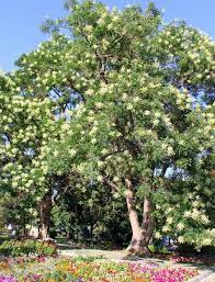 Kayu oak ialah kayu keras yang kuat yang menjadi kelam dengan kayu akasia ialah kayu tahan reput dan tahan lama yang sangat sesuai untuk perabot luar seperti siri. Jenis Tumbuh Akasia Berapa Banyak Varieti Pokok Acacia Ada Taman Hias Maklumat Berguna Dan Tips Berkebun Blog Tukang Kebun Profesional