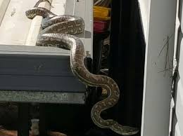 We carefully choose where we release removed reptiles depending on the species requirements, public safety and weather conditions. Video Carpet Python Sparks Small Pet Warning The Courier Mail