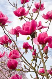 Image result for magnolia genia