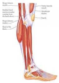 Almost every movement in the body is the outcome of muscle contraction. Side View Of Leg Muscles Lower Leg Muscle Anatomy Side View A Lateral View Of The Knee Jpg 1024 1 Musculos Del Cuerpo Humano Cuerpo Humano Musculos Del Cuerpo