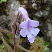 Image result for Streptocarpus goetzei