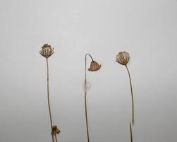 Image result for Emilia brachycephala