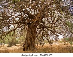 Image result for Salvadora