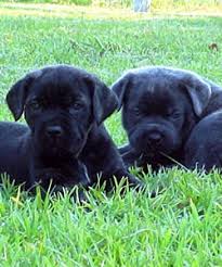 This ancient italian breed is dignified and affectionate. Alcor Cane Corso Alcor Cane Corso