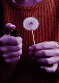 Gif animados gratis, gif animaciones gratis. Dead Flowers Gifs Tenor