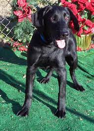 Areas labrador friends of the south, inc. Adopt Kingston On Petfinder Lab Puppy Cute Animals Black Labrador Retriever