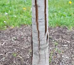 What you need to do now is cut this loose bark off. The Causes Of Bark Splitting On Trees Sandy Oaks Orchard