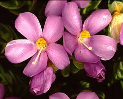 Image result for Exacum oldenlandioides