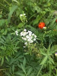 Sweet Alyssum Release Old Patterns Traumas Emotions Etsy Alyssum Flower Essences Alyssum Flowers