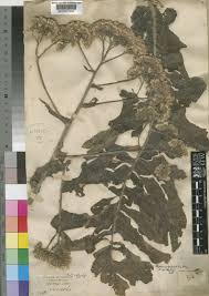 Image result for Solanecio sp.no.1