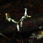 Image result for Gymnosiphon