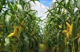 Standard corn height while you cannot honestly call any variety of corn standard, most popular types reach about the same average height of five to six feet (1.5 to two meters). How Tall Does Corn Grow Garden Eco