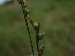 Image result for Scleria nyasensis