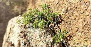Image result for Commiphora pedunculata