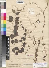 Image result for Ceropegia multiflora