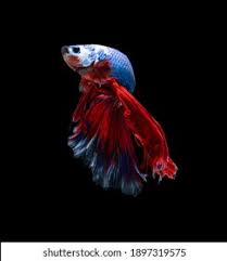Последние твиты от betta and guppy fish (@bettaguppyfish). Fish Betta Fish Gold Fish Koi Guppy Fish Molly Fish Stock Photo And Image Collection By Napat Shutterstock