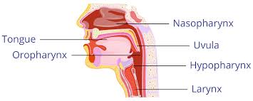 Sore Throats Home Health Uk