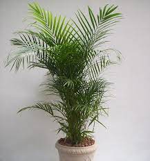 Essa espécie é uma das mais fáceis de cuidar dentro de casa, sendo perfeita para as pessoas que não costumam ter muito jeito com plantinhas. Como Cuidar De Uma Palmeira 7 Passos