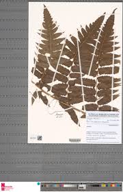 Image result for Blotiella currorii