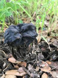 We did not find results for: Helvella Lacunosa Elfin Saddle Mushroom Coastal Cooking With Chef Michael Hutchings