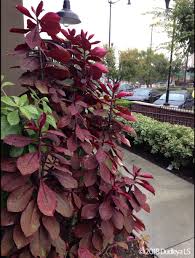 Image result for Synadenium cupulare