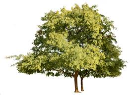 Image result for Tipuana