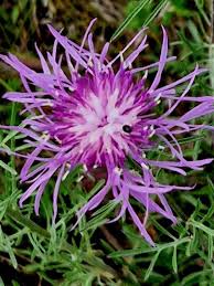 Image result for Stoebe