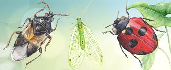 Pest insects can have adverse and damaging impacts on agricultural production and market access, the natural environment, and our lifestyle. How To Identify Good And Bad Bugs In Your Garden
