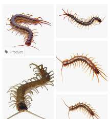 Parasite Meaning In Marathi Toxoplasmosis