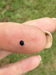 Help with 20 year old non-fruiting fig tree?