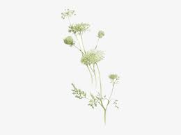Free Free Queen Anne&#039;s Lace Svg 652 SVG PNG EPS DXF File