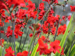Usually they cannot move (not counting growth). 13 Captivating Flowers That Start With C