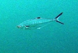 Видео spearfishing talang queenfish in thailand канала ludovic rhodes. Scomberoides Wikipedia
