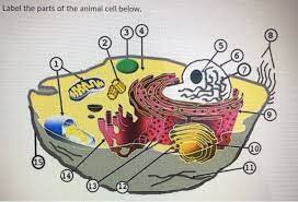 For an overview of animal cells, see the previous tutorial. Label The Parts Of The Animal Cell Below 5 10 15 Chegg Com