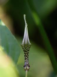 Image result for Ceropegia nilotica