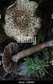 Image result for Inocybe hystrix