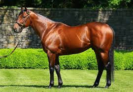 American Pharoah Stallions Coolmore