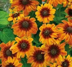 Image result for Melinis macrochaeta