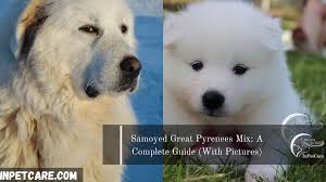 Great pyrenees big white fluffy dog. Samoyed Great Pyrenees Mix A Complete Guide With Pictures