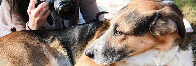 We did not find results for: 2021 Average Pet Photographer Cost With Price Factors