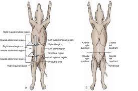 Browse among thousands of answers from verified vets and pet experts to common health, behavior, nutrition and care questions about dogs and cats. Peritoneum And Retroperitoneum Veterian Key