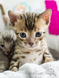 Liberty bengals focuses on bringing healthy, intelligent, loyal companions to forever homes. Bengal Kittens Cats For Sale Near Me Wild Sweet Bengals Bengal Kitten Bengal Cat Cute Animals